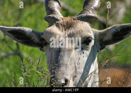 Eland Nahaufnahme Kopf geschossen Stockfoto