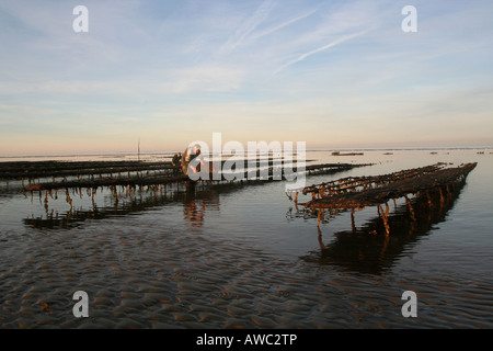 Bauern arbeiten auf ihre Austernbänke bei Ebbe auf einer Oyster Park Utah Strand Basse-Normandie-Frankreich Stockfoto