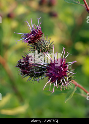 Weniger Klette (arctium Minus) Stockfoto