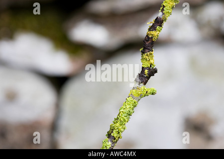 Nahaufnahme von Flechten auf einem Stick infront von einer Trockensteinmauer. Cumbria. UK Stockfoto