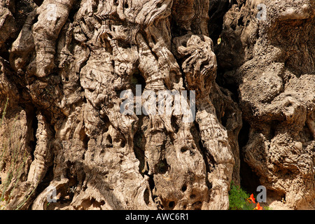 Israel Jerusalem An alten Oliven Baum im Garten Getsemani am Fuße des Ölbergs Stockfoto