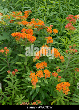 Schmetterling Seidenpflanze (Asclepias tuberosa) Stockfoto