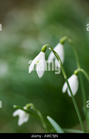 Galanthus Nivalis. Schneeglöckchen vor grünem Hintergrund Stockfoto