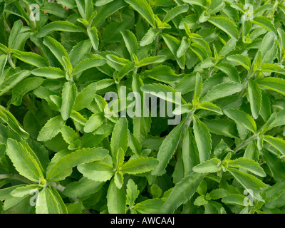 Sweet leaf von Paraguay (Stevia rebaudiana) Stockfoto