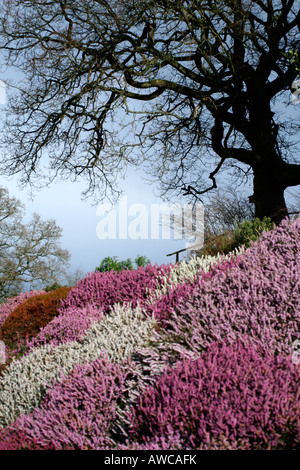 EINE BANK VON ERICA CARNEA SORTEN WINTER HEIDEKRAUT BEI SHERWOOD NEWTON ST CYRES DEVON Stockfoto