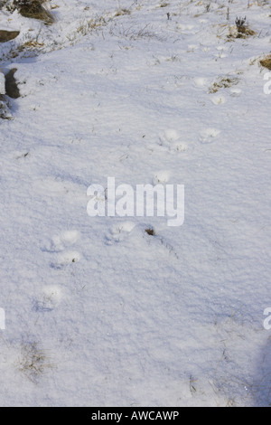 Berg Hase Lepus Timidus Fußspuren im Schnee in Cairngorm Mountains, Schottland im März. Stockfoto