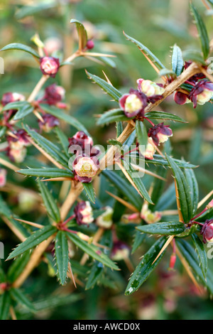 BERBERIS SANGUINEAUND EX SECHUAN BSWJ8172 BEI SHERWOOD NEWTON ST CYRES DEVON WÄCHST ALS BESTANDTEIL DER NCCPG NATIONAL COLLECTION Stockfoto