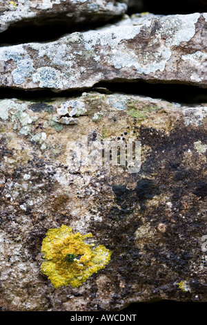 Abstrakte Flechten auf Trockenmauer in Cumbria. VEREINIGTES KÖNIGREICH. Abstrakt Stockfoto