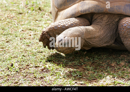 Riesenschildkröten, Sir Seewoosagur Ramgoolam Botanical Gardens, Mauritius Stockfoto