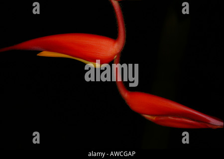 Bunte Heliconia Blume in den Nebelwald in Volcan Baru National Park, Provinz Chiriqui, Republik Panama. Stockfoto