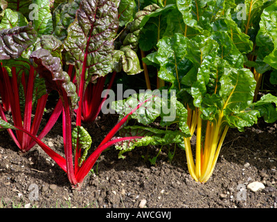 Mangold (Beta vulgaris var. cicla) Stockfoto