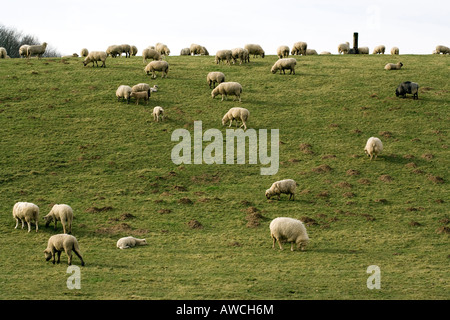 Herde von Schafen auf einem Hügel Stockfoto