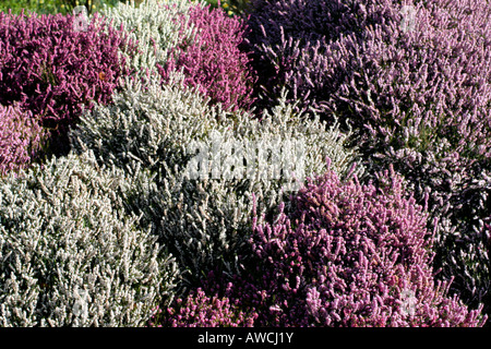 EINE BANK VON ERICA CARNEA SORTEN WINTER HEIDEKRAUT BEI SHERWOOD NEWTON ST CYRES DEVON Stockfoto