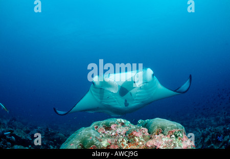 Manta bei Reinigungsstation Manta Birostris Malediven Indischer Ozean Meemu Atoll Stockfoto