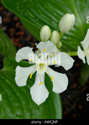 Cardwell Lily (proiphys Amboinensis) Stockfoto