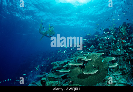 Über Coral Reef Maldives indischen Ozean Meemu Atoll Schnorcheln Stockfoto