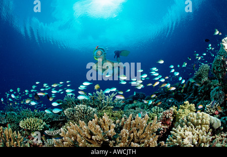 Über Coral Reef Maldives indischen Ozean Meemu Atoll Schnorcheln Stockfoto