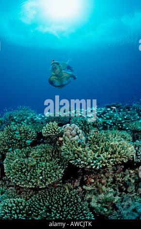 Über Coral Reef Maldives indischen Ozean Meemu Atoll Schnorcheln Stockfoto