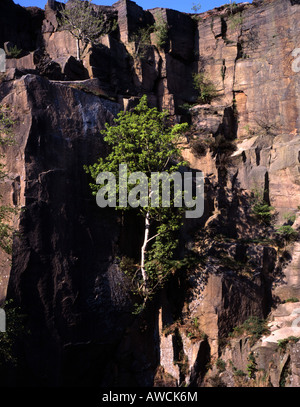 Silver Birch Tree wächst über einen Pool auf einem stillgelegten Steinbruch Gesicht Grindleford Derbyshire England Stockfoto