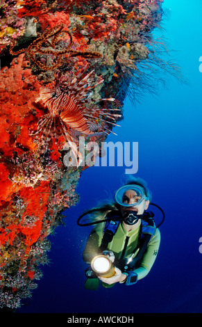 Spotfin Lionfish an Wand und Taucher Pterois Antennata Malediven Indischer Ozean Felidu Atoll Stockfoto