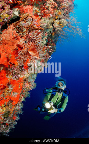 Spotfin Lionfish an Wand und Taucher Pterois Antennata Malediven Indischer Ozean Felidu Atoll Stockfoto