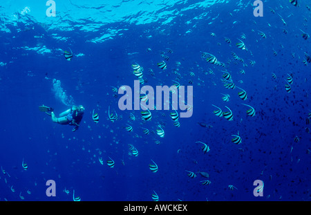 Taucher und Wimpel Bannerfishes Heniochus Diphreutes Malediven Indischer Ozean Meemu Atoll Stockfoto