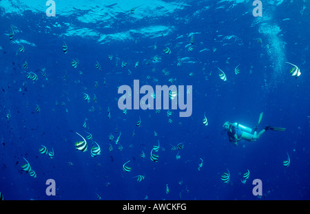 Taucher und Wimpel Bannerfishes Heniochus Diphreutes Malediven Indischer Ozean Meemu Atoll Stockfoto