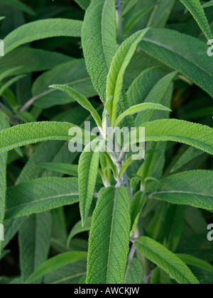 Mexikanische bush Salbei (Salvia leucantha) Stockfoto