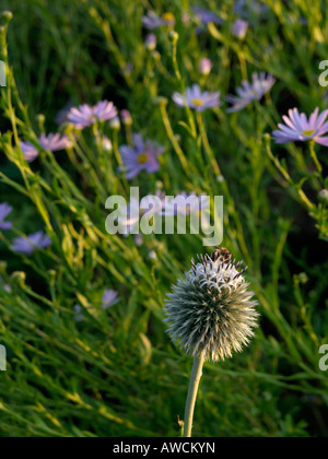 Große Kugel Thistle (echinops sphaerocephalus) und tartarian Aster (Aster tataricus) Stockfoto