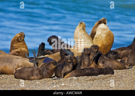 Südliche Seelöwen-Kolonie (Otaria Flavescens), Halbinsel Valdes, Patagonien, Ost-Küste, Atlantik Ozean, Argentinien, Südamerika Stockfoto