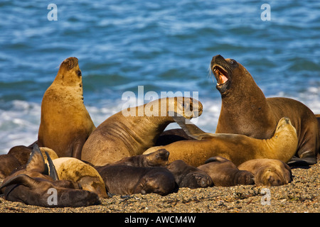 Südliche Seelöwen-Kolonie (Otaria Flavescens), Halbinsel Valdes, Patagonien, Ost-Küste, Atlantik Ozean, Argentinien, Südamerika Stockfoto