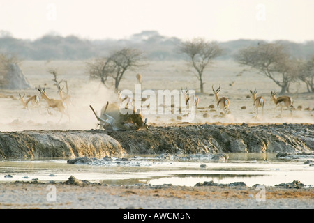 Jagd-Löwin (Panthera Leo) mit einen Springbock (Antidorcas Marsupialis), Nxai Pan, Makgadikgadi Pans Nationalpark, Botswana, Stockfoto