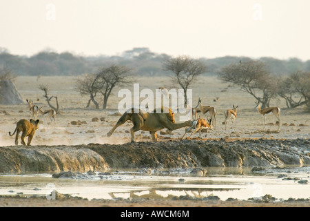 Jagd-Löwen (Panthera Leo) mit Springbock (Antidorcas Marsupialis), Nxai Pan, Makgadikgadi Pans Nationalpark, Botswana, Afri Stockfoto