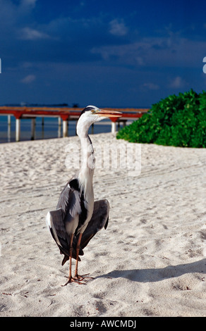 Graureiher am Strand Ardea Cinerea Malediven Indischer Ozean Medhufushi Meemu Atoll Stockfoto