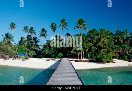 Palmy Beach auf Maledivian Insel Malediven Indischer Ozean Medhufushi Meemu Atoll Stockfoto