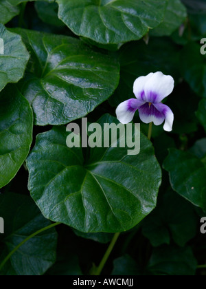 Australische Veilchen (Viola hederacea) Stockfoto