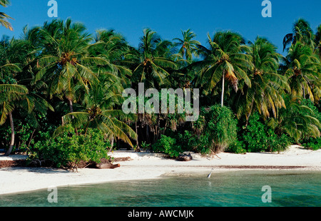 Palmy Beach auf Maledivian Insel Malediven Indischer Ozean Medhufushi Meemu Atoll Stockfoto