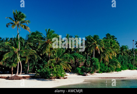 Palmy Beach auf Maledivian Insel Malediven Indischer Ozean Medhufushi Meemu Atoll Stockfoto