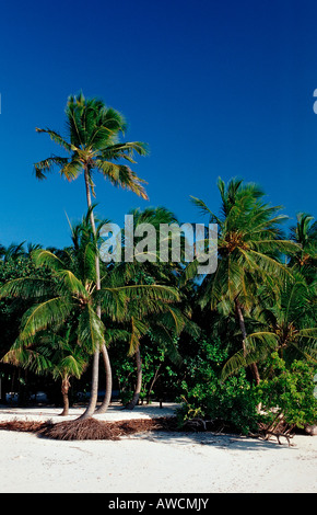 Palmy Beach auf Maledivian Insel Malediven Indischer Ozean Medhufushi Meemu Atoll Stockfoto