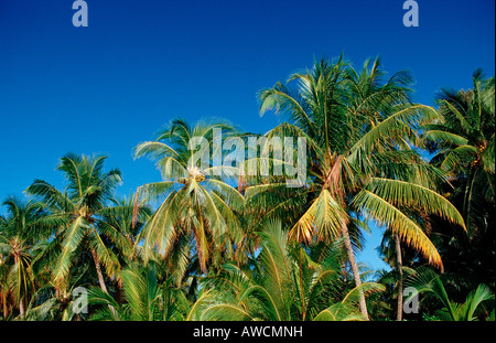 Palmen auf Maledivian Insel Malediven Indischer Ozean Medhufushi Meemu Atoll Stockfoto