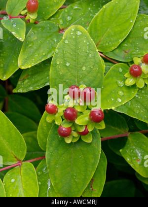 Tumsan (Hypericum androsaemum) Stockfoto