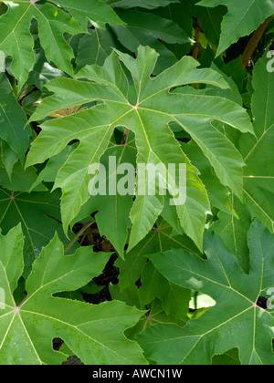 Reispapier Baum (tetrapanax papyrifer) Stockfoto