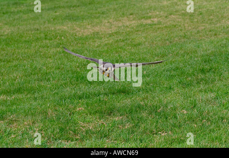 Wanderfalke auf der Flucht Falco Peregrinus September 2005 Stockfoto