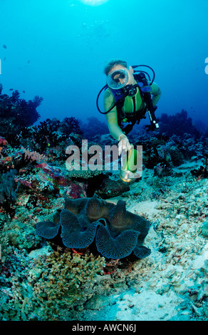 Taucher und Giant Clam Tridacna Squamosa Malediven Indischer Ozean Meemu Atoll Stockfoto