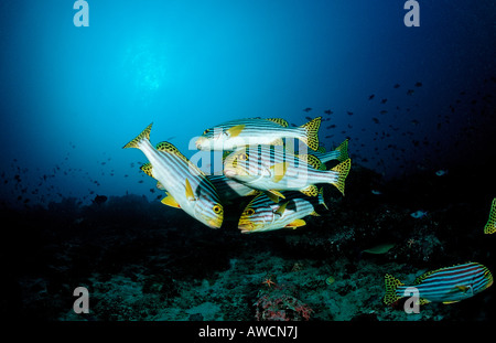 Schwarm von orientalischen Süßlippen Plectorhinchus Orientalis Malediven Indischer Ozean Meemu Atoll Stockfoto