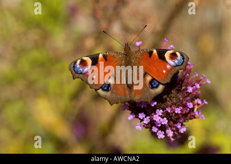 Tagpfauenauge Inachis Io Cornwall 2005 Stockfoto