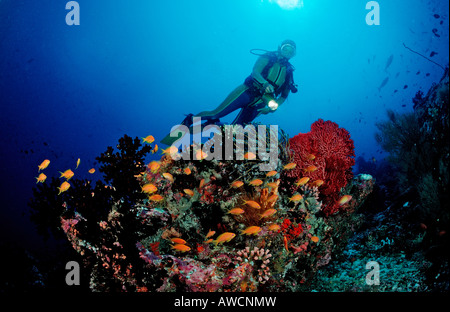 Taucher am Korallenriff mit Anthias Pseudanthias Squamipinnis Malediven Indischer Ozean Meemu Atoll Stockfoto
