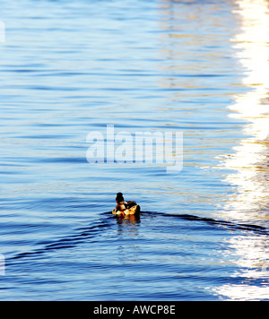 Braune Ente schwimmen über wellige Blauwasser in die Ferne, Schottland 2005 Stockfoto