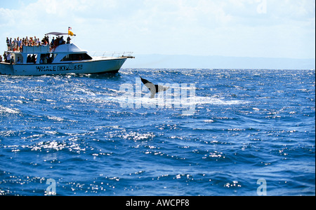 Karibik Dominikanische Republik Nord Küste Buckel zurück Whale-watching Tour in der Bucht von samana Stockfoto