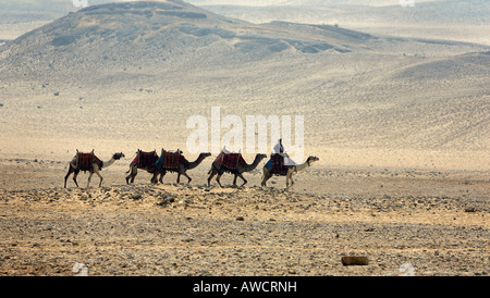 Kamele in der Wüste, Gizeh, in der Nähe von Kairo, Ägypten, Nordafrika, Afrika Stockfoto